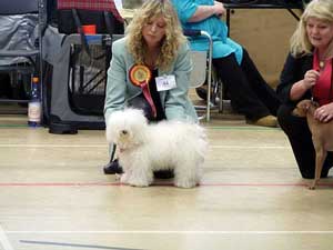 Lottie competing in the best in show ring