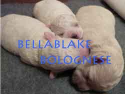 Bellablake Bolognese Puppies