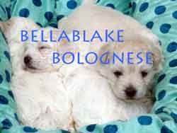 Bellablake Bolognese Puppies