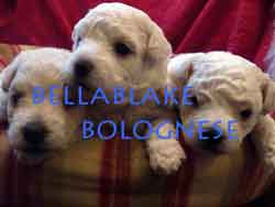 Bellablake Bolognese Puppies