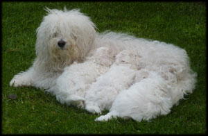 Lottie & her three Puppies