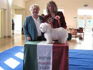 Best Puppy in show. British Bolognese club show 2011