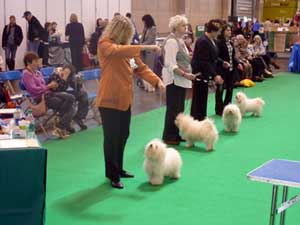 Shiarita Springtime Dream at Bellablake first time at Crufts