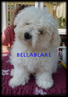 Bellablake Bolognese Puppy