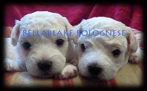 Bellablake Bolognese Puppies