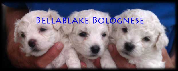 Our second Bolognese litter, 1 boy & 2 girls