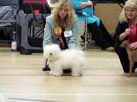<b>Competing in the Best in Show ring at the Merseyside toy dog show 2010</b>