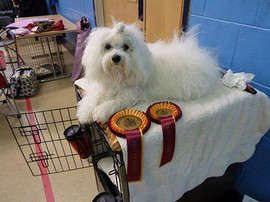 <b>Best in Breed at the Merseyside toy dog show 2010</b>