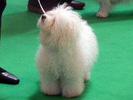 <b>Lottie at Crufts 2011</b>