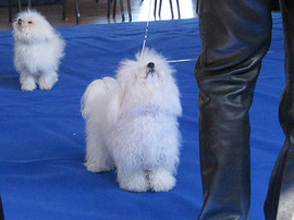 <b>Lotties first British Bolognese club show as a puppy</b>