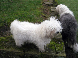<b>Lottie pictured with Jazzy, our eldest Old English Sheepdog</b>