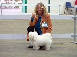 <b>Winning Reserve Best Bitch at the Midland Counties Championship show 2011</b>