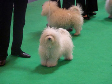 <b>Pictured at Crufts 2011</b>