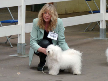 <b>Reserve Best Bitch at the Midland Counties Championship show 2011</b>
