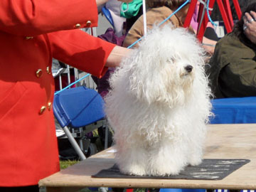 <b>Lottie at a sunny WELKS Championship show</b>