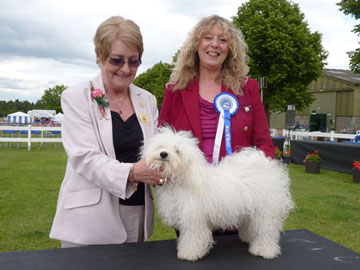 <b>Lotties first Best of Breed at a championship show. We were so proud of her</b>